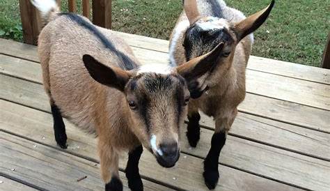 New Nigerian Dwarf Baby Goats - Summers Acres