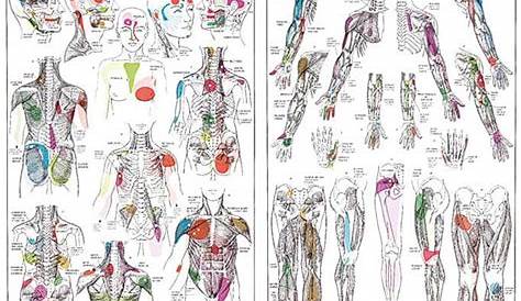 hand trigger points chart
