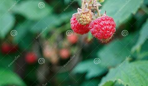 Ripe and Unripe Raspberries are Grown in the Garden Stock Image - Image