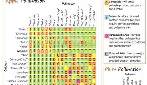 cherry cross pollination chart