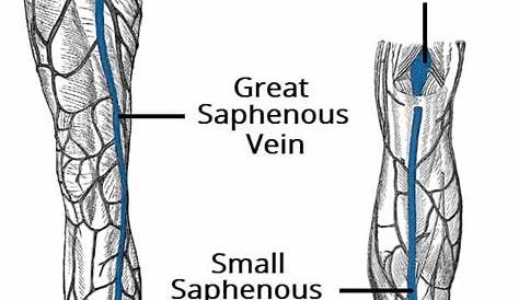 veins lower leg anatomy