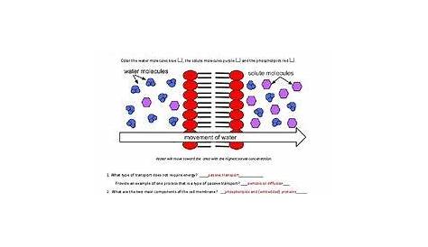 Cell Membrane Worksheet - worksheet