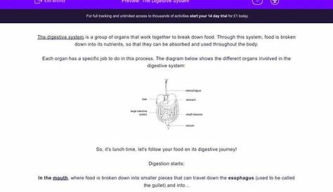 The Digestive System Worksheet - EdPlace