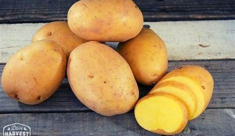 Yukon Potatoes | Organic Potatoes | Local Veggie Delivery