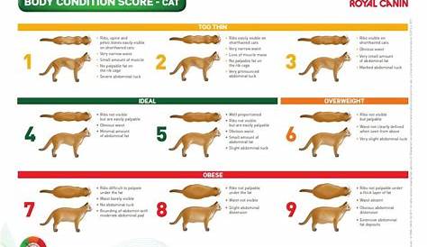 weight chart for cats