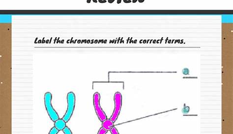 Cell Cycle and Mitosis Review | Interactive Worksheet by Amy