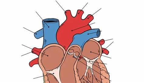 heart diagram worksheets