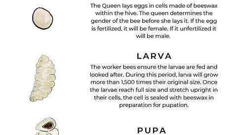 Free Printable Honey Bee Life Cycle Worksheet