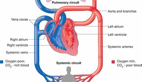 are two circulatory systems pulmonary circulation systemic circulation | BODY SYSTEMS