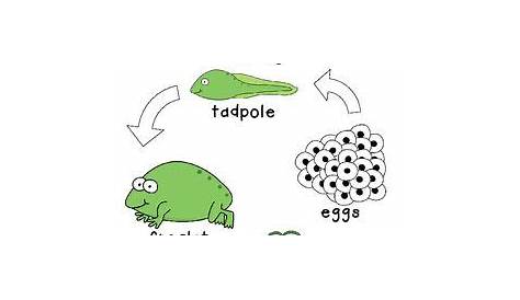 frog life cycle pdf