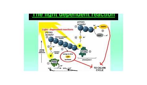 what goes in a light dependent reaction