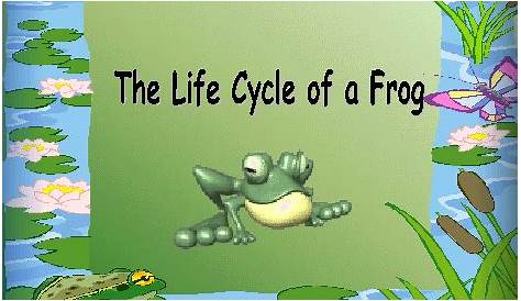 frog life cycle animation