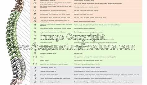 vertebral subluxation nerve chart