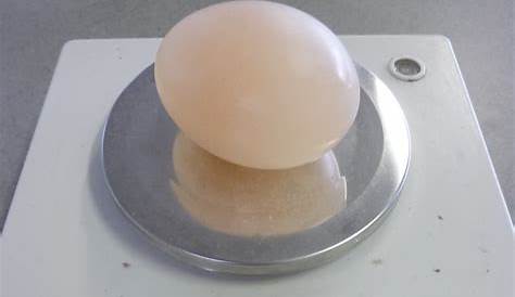 egg osmosis and diffusion lab