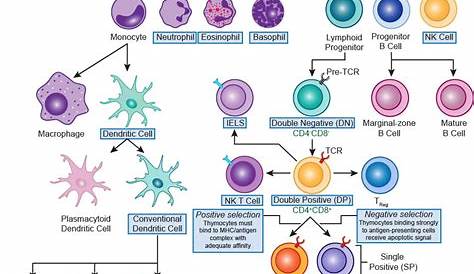 immune system flow chart