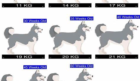 Siberian Husky Growth Chart. Siberian Husky Weight Calculator.