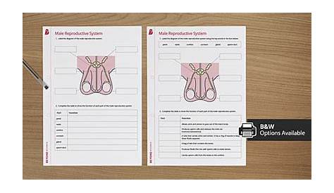 male reproductive system worksheet answer key