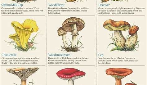 florida mushroom identification chart