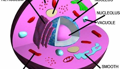 printable animal cell diagram