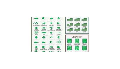 leaf identification chart pdf