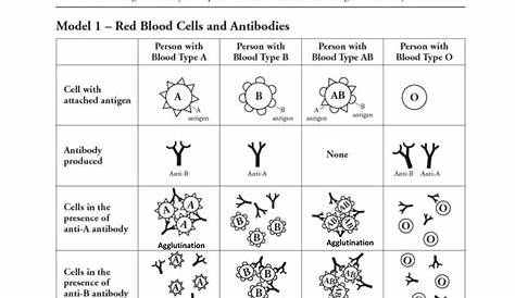 human blood cell typing worksheet