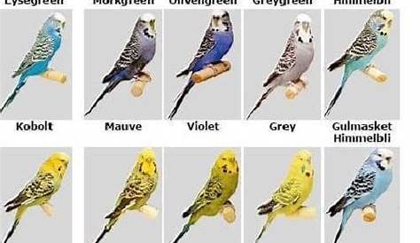Image result for budgerigar colour chart Types Of Pet Birds, Love Birds