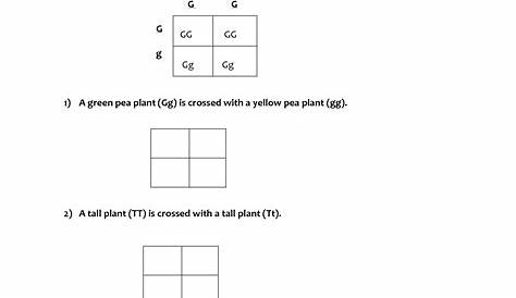 13 Best Images of Punnett Square Worksheets With Answers - Worksheet