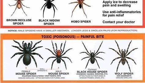 USA Spider Chart... | Spider identification chart, Spider chart, Survival