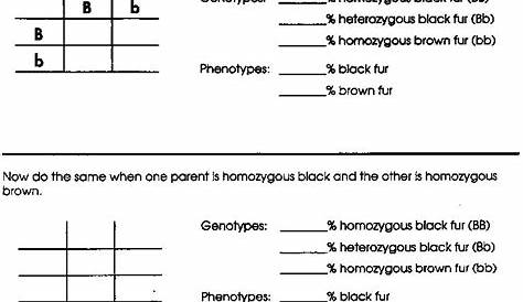 15 Best Images of Fun Genetics Worksheets - 7th Grade Genetic Punnett