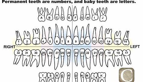 teeth letters and numbers - Google Search | Teeth anatomy, Baby tooth chart