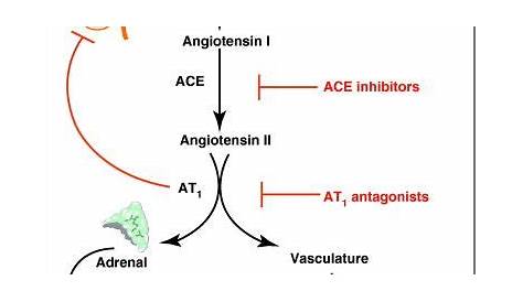 renin angiotensin system cascade - Google Search | Nursing study