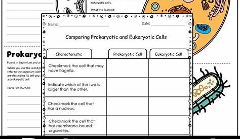 Prokaryotic and Eukaryotic Cells Worksheets - Payhip