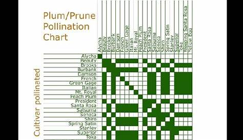 fruit tree pollination chart