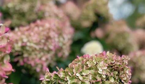 Little Lime Hydrangea: The Perfect Shrub For Small Spaces - meimeiiluveu