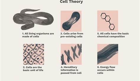 cell theory live worksheet