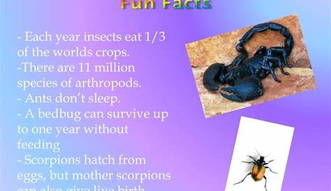 arthropod facts for kids