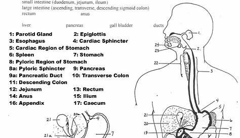 Science Worksheets For Grade 4 Digestive System - Aedan Villarreal