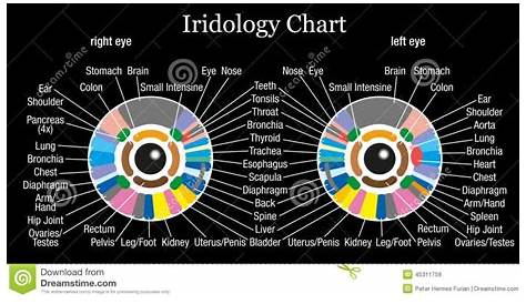 iridology chart left eye
