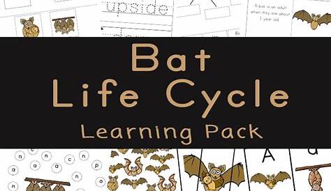 life cycle of a bat worksheets