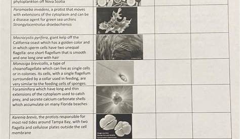 Protists in-class worksheet 1. Fill out the table | Chegg.com