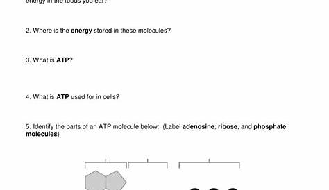 worksheet chemical energy and atp