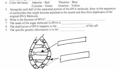 DNA Structure And Replication Worksheet Answers Key