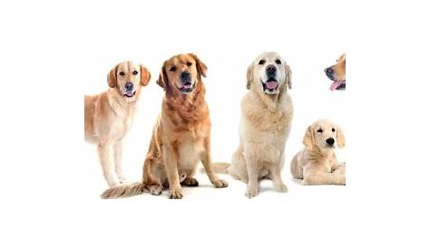 Golden Retriever Growth Chart | Weight Chart & Size Chart (2023)