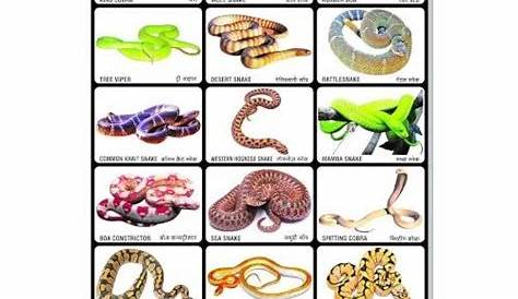 Snakes Chart at Rs 42/packet | Mumbai | ID: 10821958962
