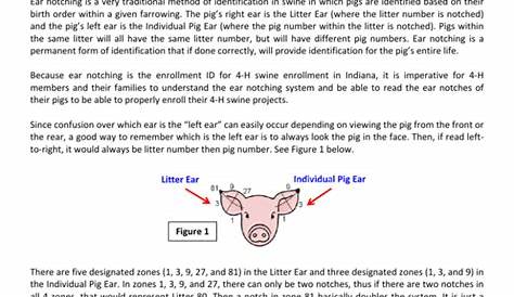 Reference guide for ear notching in swine - Indiana 4-H