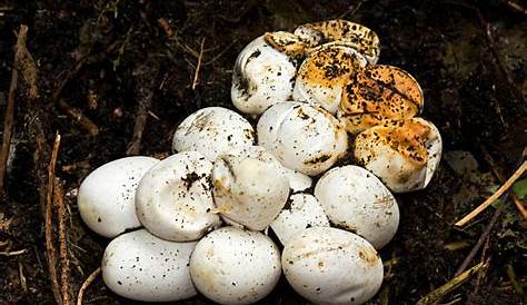 What Do Snake Eggs Look Like? – PestVenge