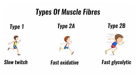fast and slow twitch muscle fibers chart
