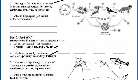 Food Chain And Food Web Worksheet Answer Key Worksheet : Resume Examples