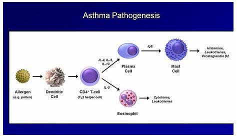 Asthma and COPD - Pathogenesis and Pathophysiology - YouTube