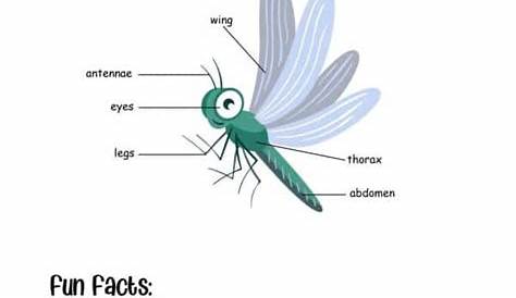 the dragonfly story printable